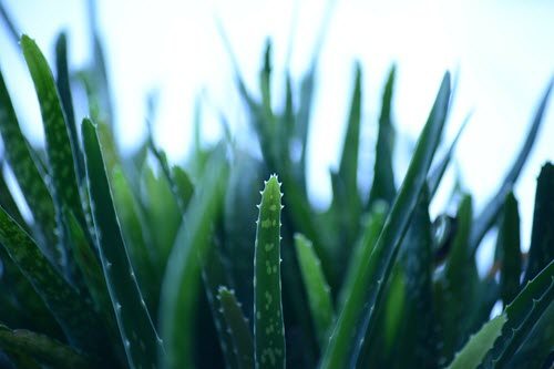 How to Grow Aloe Vera