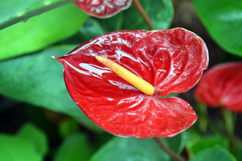 anthurium