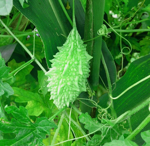 bitter gourd