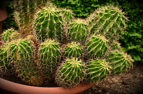 cactus - low maintenance plants