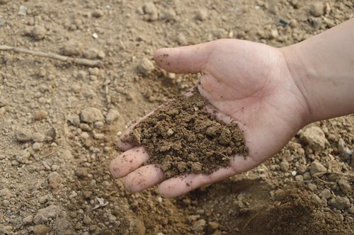 garden soil