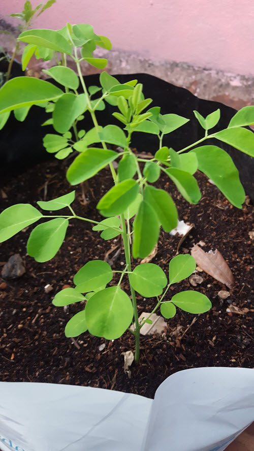 How to Grow Drumstick Trees (Moringa) in Pots - My Organic Garden