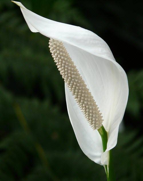 peace-lily