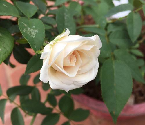 pinkish white rose