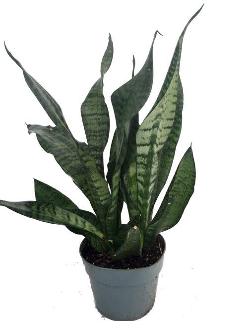 snake-plant