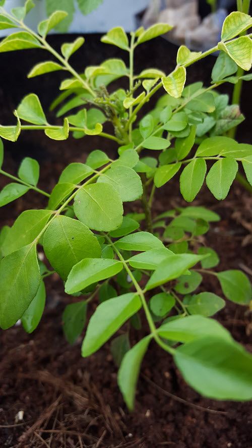 how to grow curry leaf plants