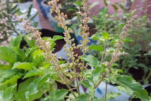 Useful Medicinal Plants - Tulsi