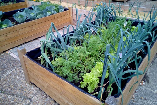 vegetable bed