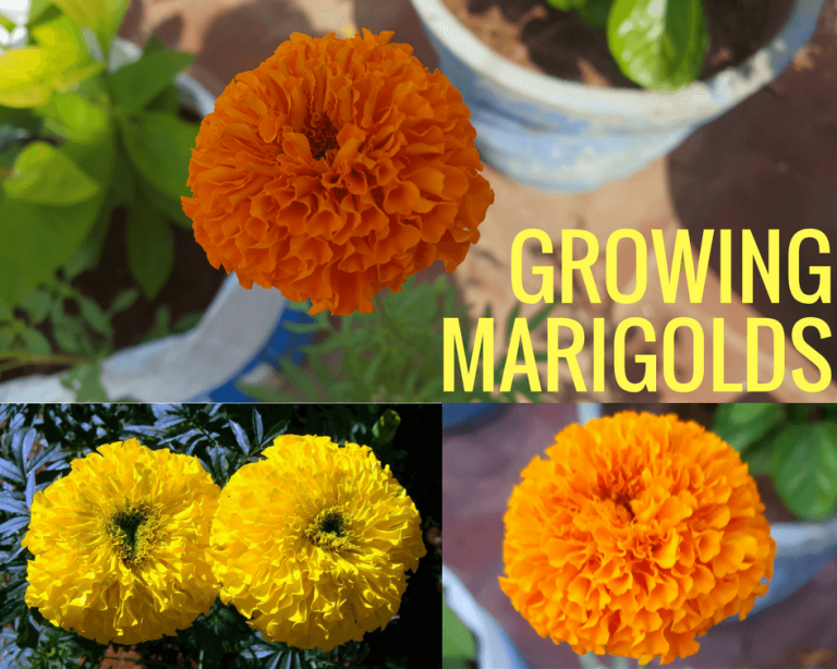 How to Grow Marigold in Containers My Organic Garden