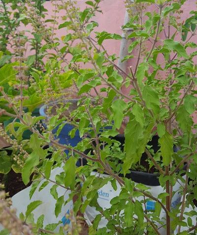 grow tulsi plant