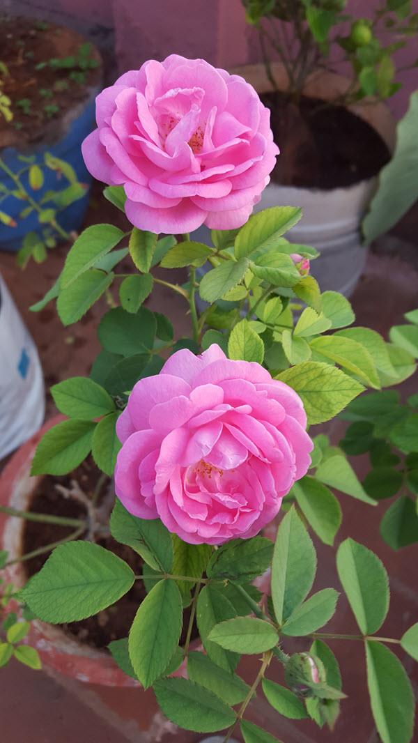 Edward Roses - My Organic Garden