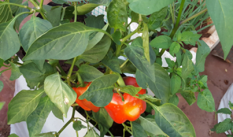 How to Grow Capsicum in Containers Organically - MOGFI