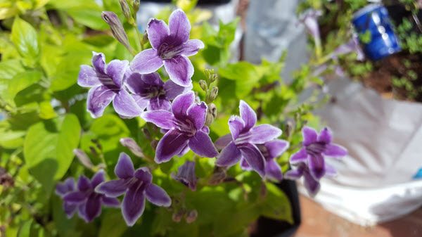 Lavender Beauties