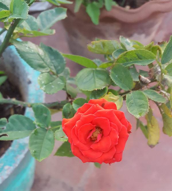 Orange Button Rose