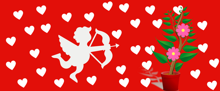 Plants To Gift Your Valentine This Year Gift Ideas Myorganicgarden