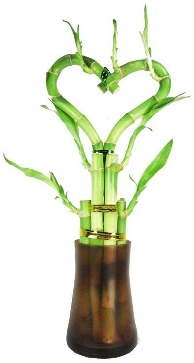 Heart Shaped Lucky Bamboo