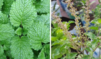 8 Useful Medicinal Plants You Can Grow At Home in Your Terrace Garden - MOG