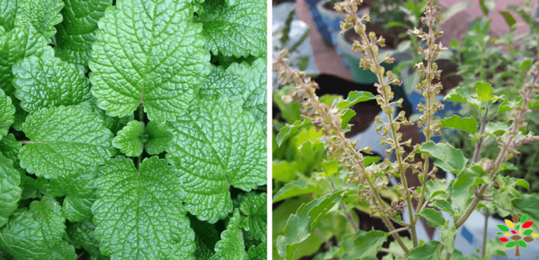 20 Essential Medicinal Plants for Every Indian Home Garden