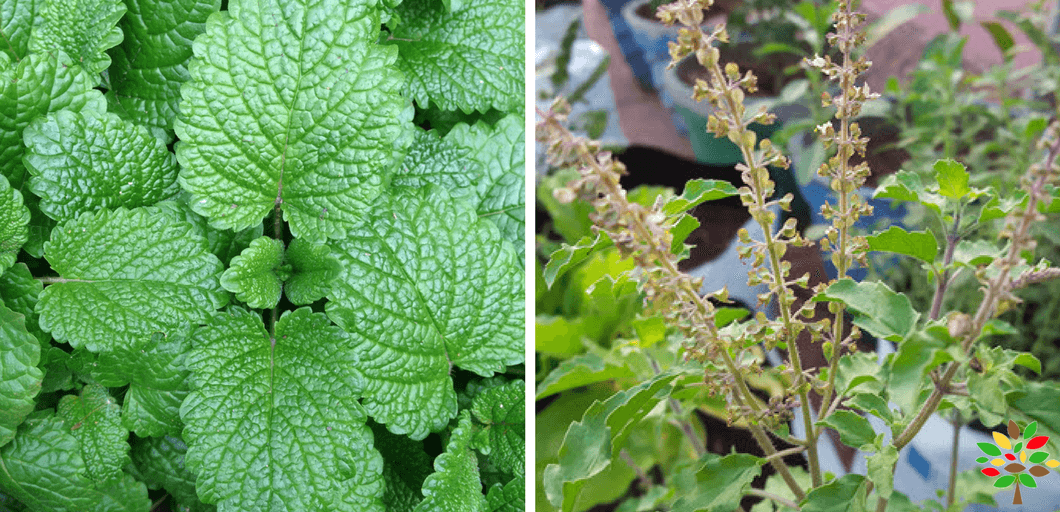 8 Useful Medicinal Plants You Can Grow At Home in Your Terrace Garden - MOG