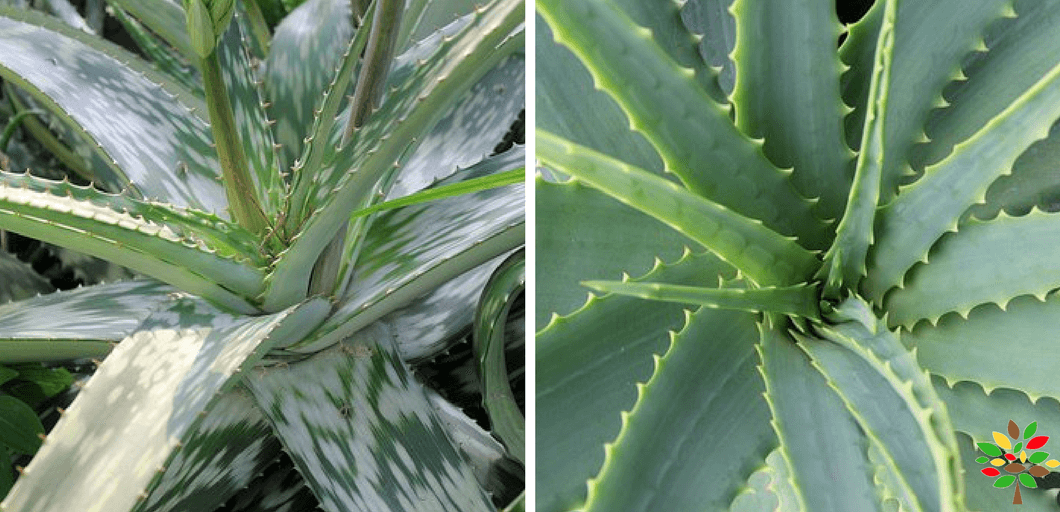 How to Grow Aloe Vera and Reap its Medicinal Benefits - MOG