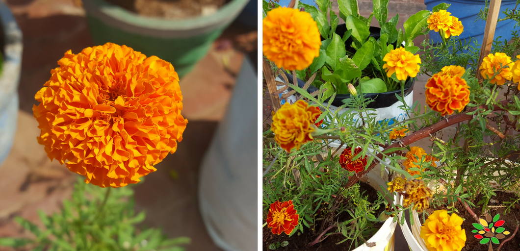 How to Grow Marigold in Containers - MOG