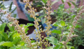 How to Grow Tulsi Plant in Containers - MOG