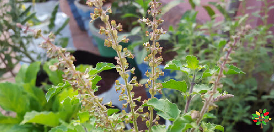 How to Grow Tulsi Plant in Containers - MOG