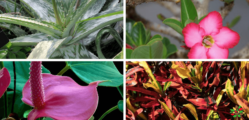 Low Maintenance Plants for Your Terrace Garden | MOG
