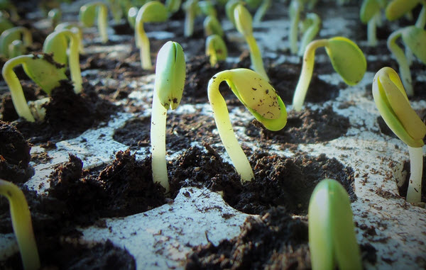 Creative Seed Starting Container Ideas - egg cartons