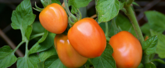 Growing tomatoes in containers - MOGFI