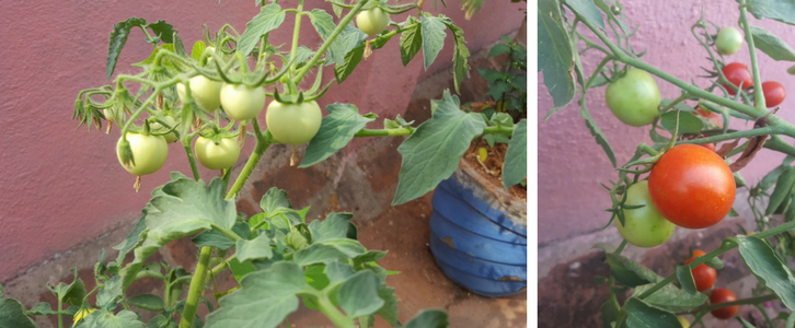 grow tomatoes in containers