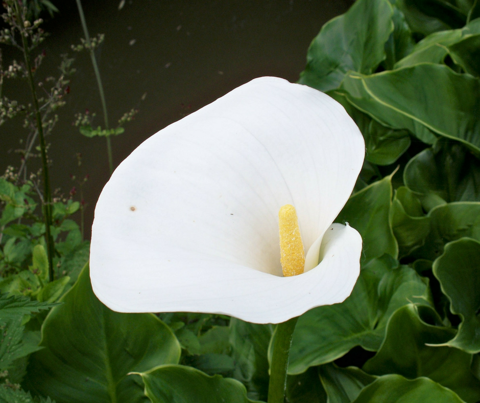 How to Grow Arum Lily or Calla Lily Plants in Containers - MyOrganic Garden