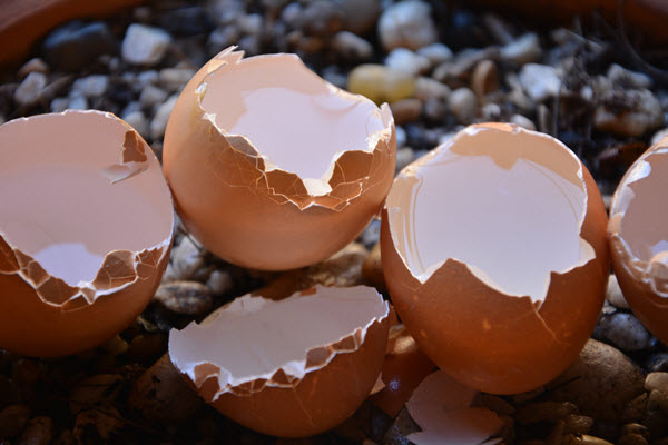 egg shells - Homemade Organic Rose Fertilizers