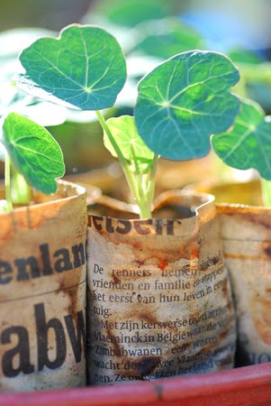 newspaper pots