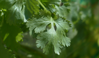 How to Grow Cilantro or Coriander in Containers - FE