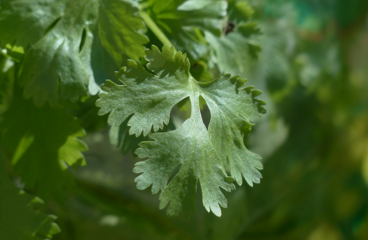 How to Grow Cilantro or Coriander in Containers - FE