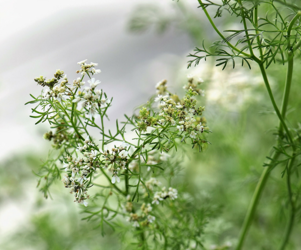 How to Grow Cilantro or Coriander in Containers