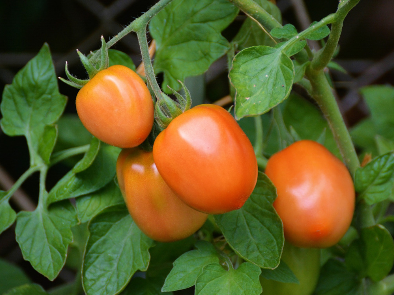 Companion planting tomatoes and peppers Idea
