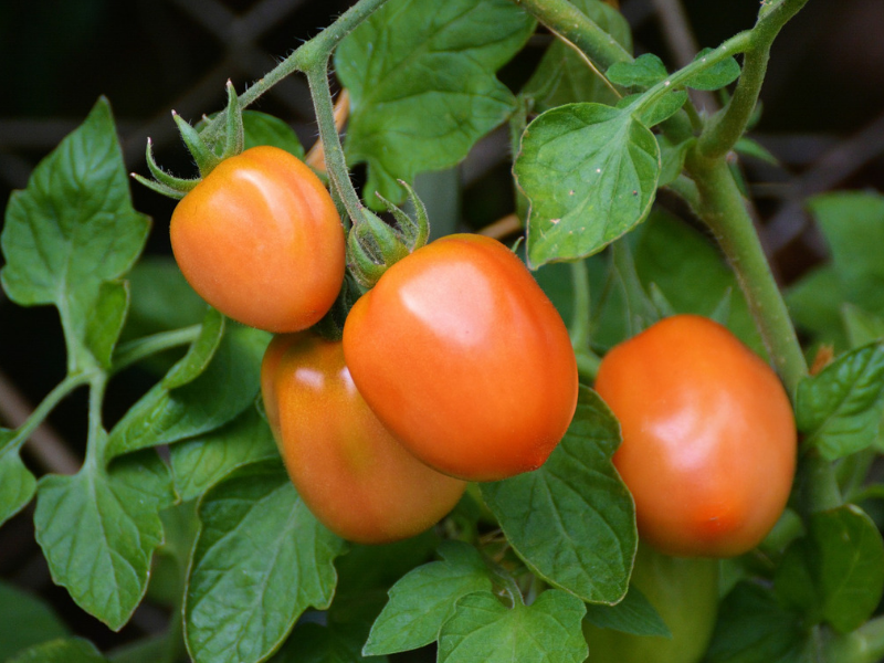 Image of Companion planting peppers and tomatoes image 5