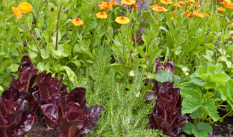 Companion Plant Pairings to Grow a Healthy Garden - MOGFI