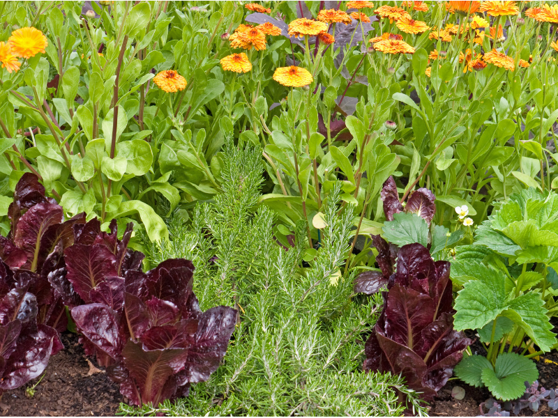 Companion Plant Pairings to Grow a Healthy Garden