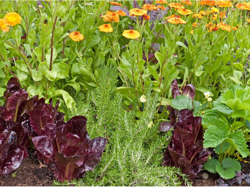 Image of Holy basil, lettuce, and carrots companion plants