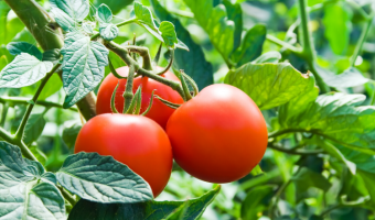Mistakes in Growing Tomatoes - MOGFI