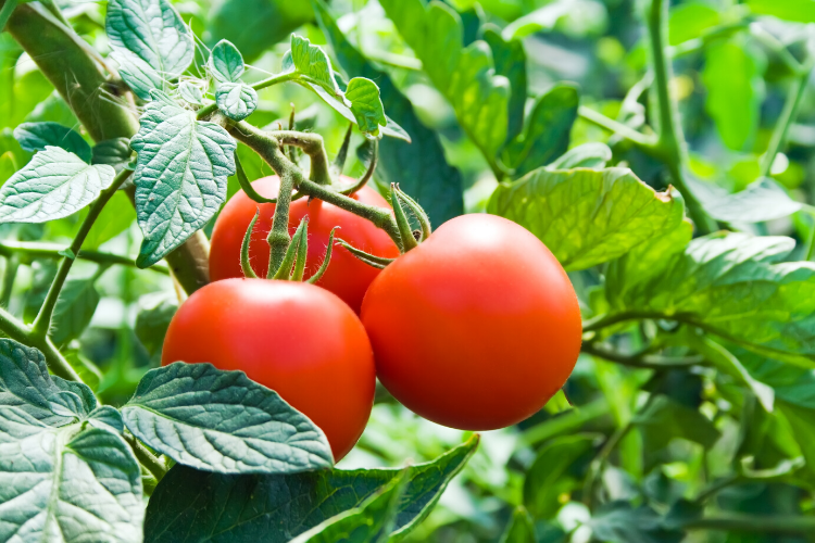 Common Mistakes Growing Tomatoes in Containers