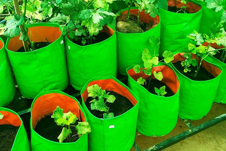 PLANT CARE Gardening Grow Bag, Nursery Cover Green Bags, Indoor & Outdoor  Grow Containers for Vegetables Fruits Flowers with quantity of 5 Grow Bag  Price in India - Buy PLANT CARE Gardening