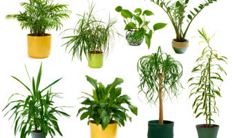 10 Best Indoor Plants to Greenify Your Home - MOG