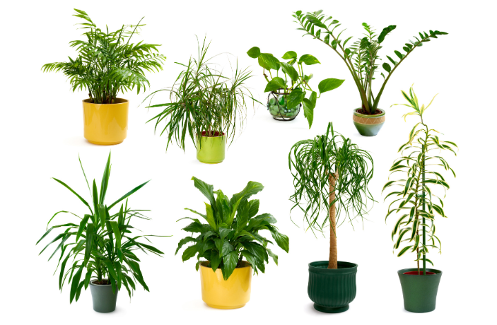 10 Best Indoor Plants to Greenify Your Home