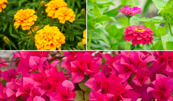 5 Summer Flowering Plants in India - MOG