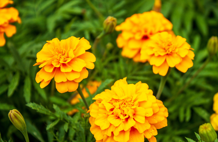 5 Summer Flowering Plants in India - Marigold
