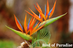 Bird of Paradise Plant - MOG